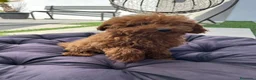 Caniche Toy perros en venta: Caniche toy - Anuncio 8