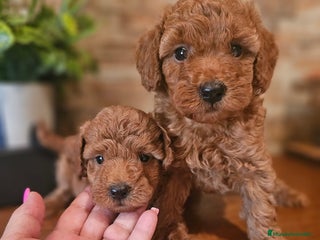 Caniche Toy perros - Anuncio 1