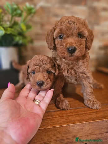 Caniche Toy perros - Anuncio 1