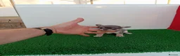 Chihuahua perros en venta: PRECIOSOS CHIHUAHUA RUSO Y ASIÁTICO  - Anuncio 21