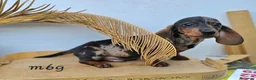 Teckel Miniatura perros en venta: TECKEL MINIATURA  - Anuncio 1