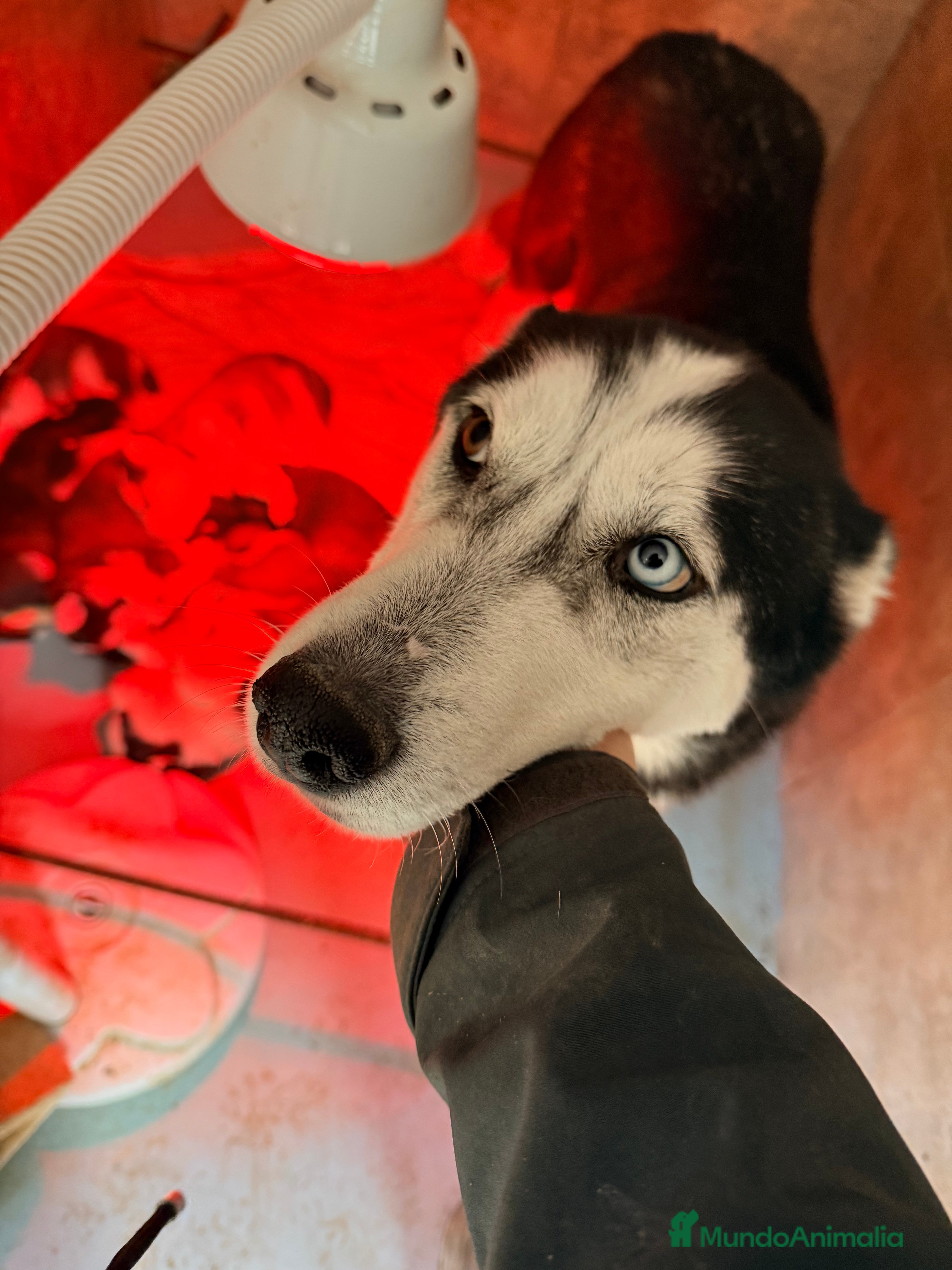 Husky Siberiano perros HUSKY SIBERIANO - Anuncio 2