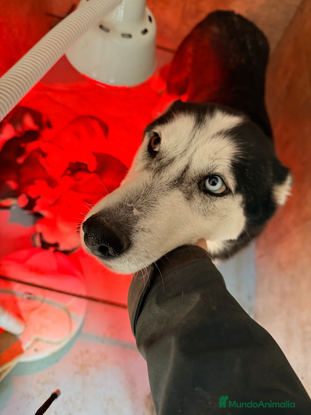 Husky Siberiano perros en venta: HUSKY SIBERIANO - Anuncio 2