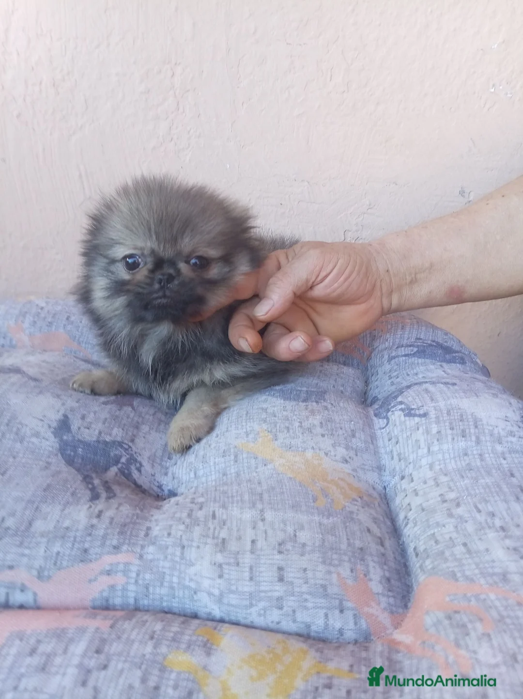 Pekinés perros en venta: Pekines - Anuncio 2