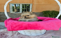 Pomerania perros en venta: Lulú de pomerania miniatura  - Imagen 5