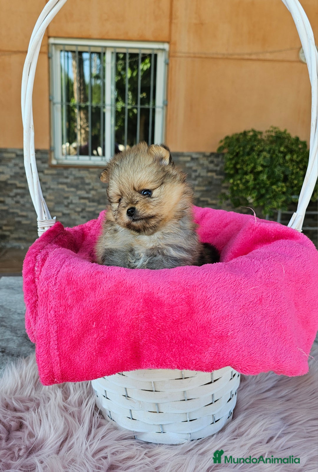 Pomerania perros en venta: Lulú de pomerania miniatura  - Imagen 5