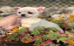 Chihuahua perros en venta: Chihuahua toy pelo corto!!! - Anuncio 1