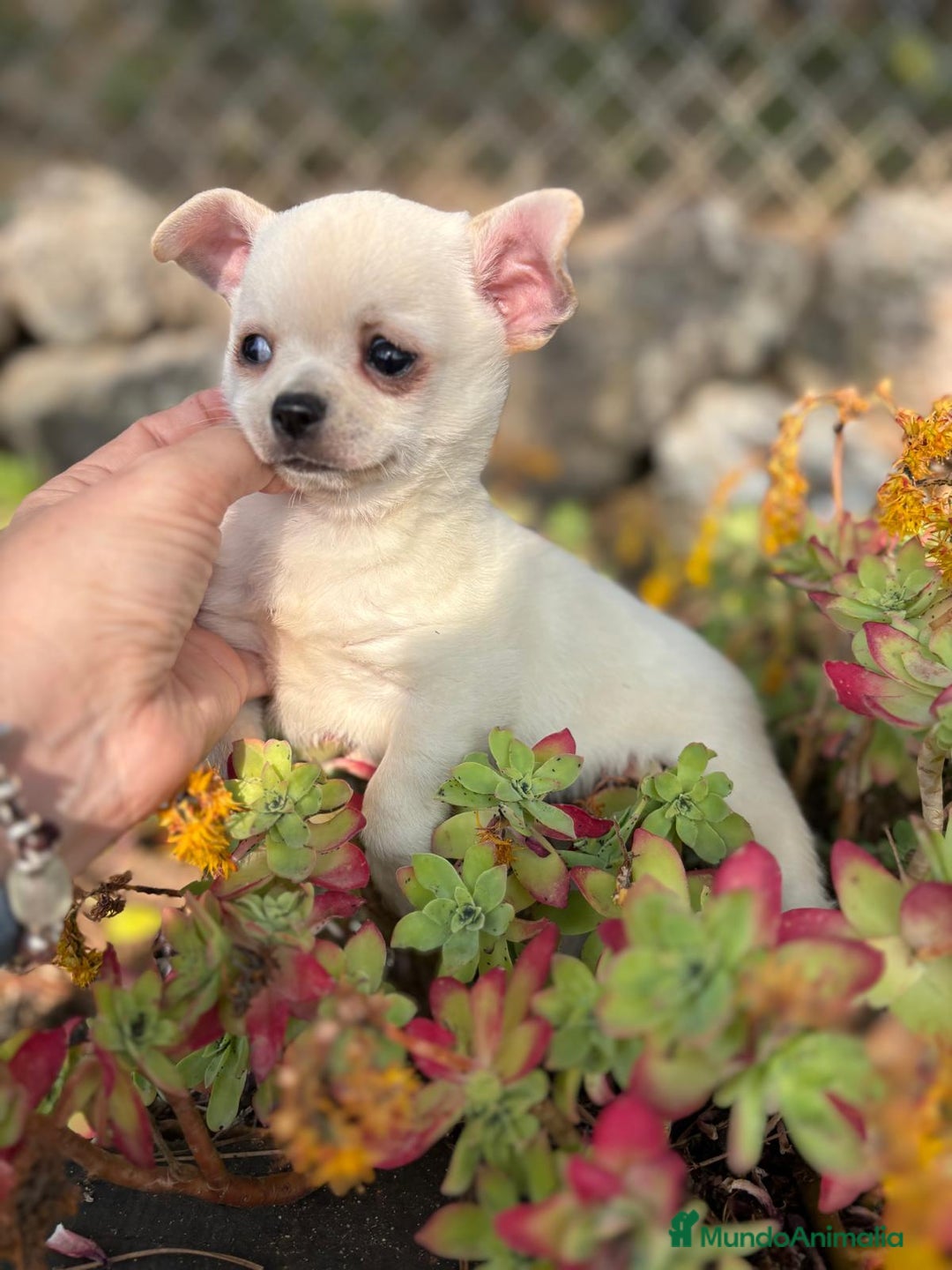 Chihuahua perros en venta: Chihuahua toy pelo corto!!! - Anuncio 1