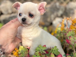 Chihuahua perros Chihuahua toy pelo corto!!! - Anuncio 1
