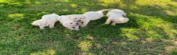 Labrador Retriever perros en venta: Labrador Retrieve - Anuncio 3