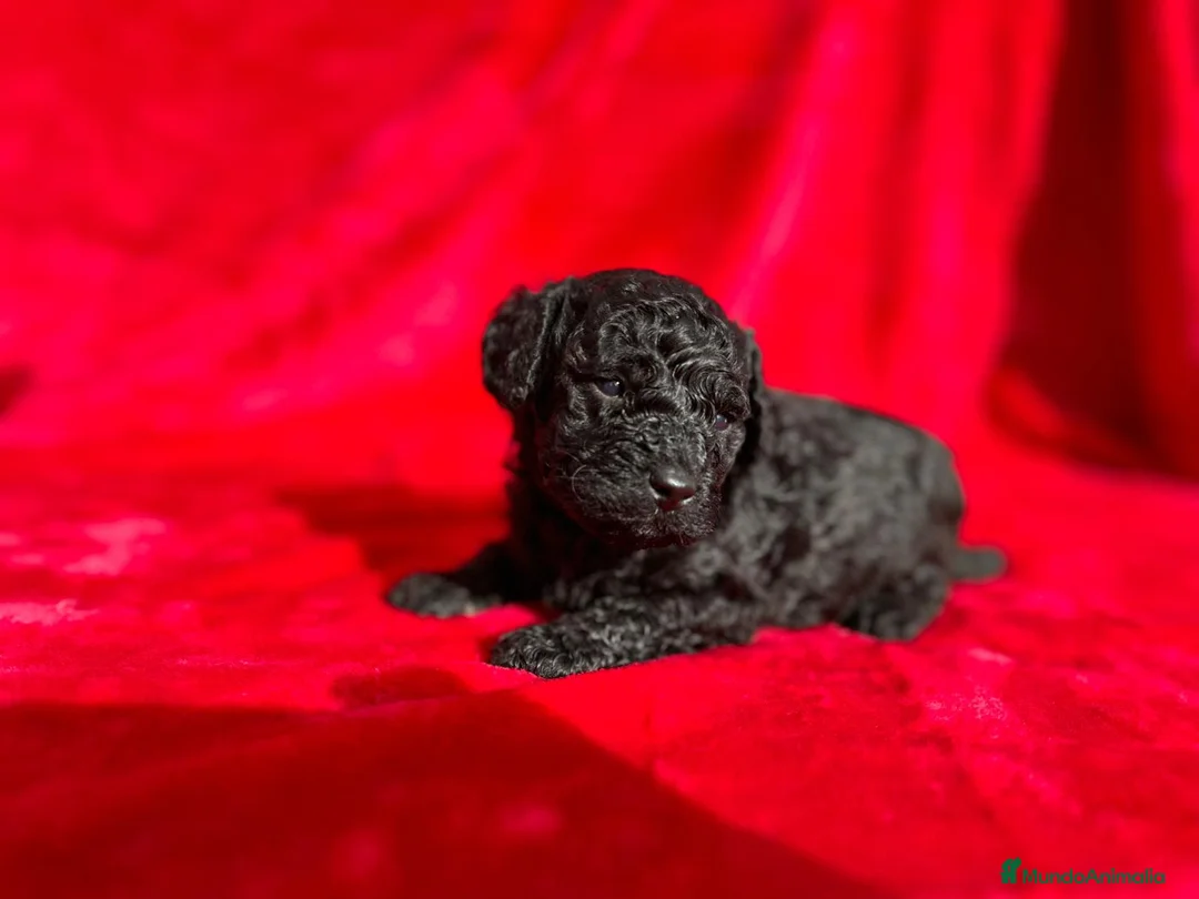 Caniche Toy perros en venta: Caniches toy y enano en Barcelona - Anuncio 3