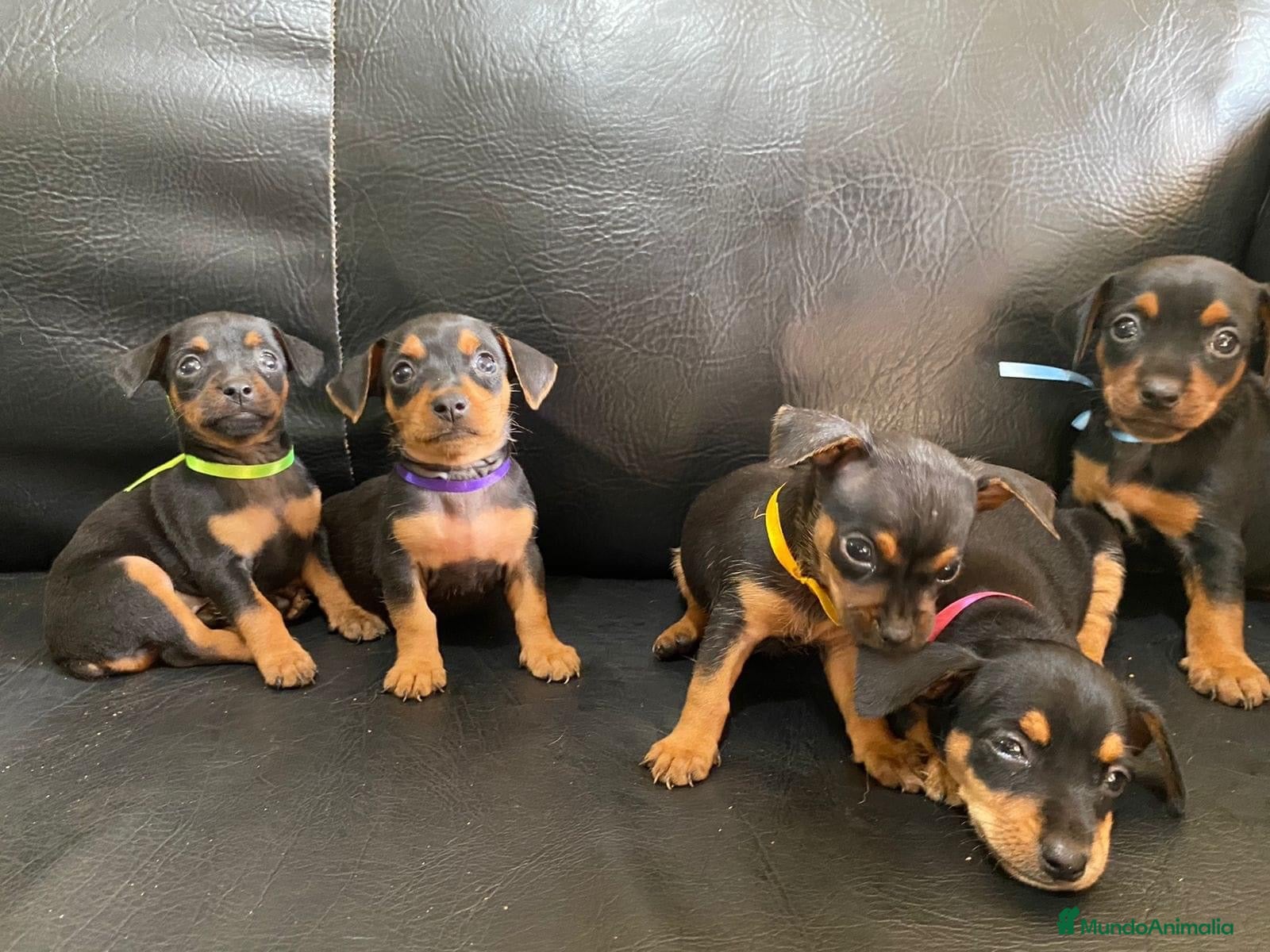 Pinscher Miniatura perros Pincher toy en Ciudad Real - Anuncio 2