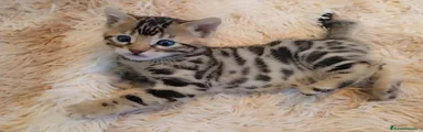 Bengalí Gatito 3