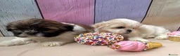 Shih Tzu perros en venta: Shih tzu hembras disponibles!!! - Anuncio 3