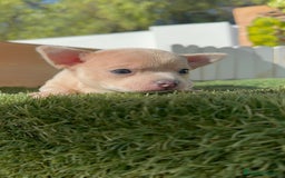 Chihuahua perros en venta: CHIHUAHUA HEMBRA - Anuncio 9