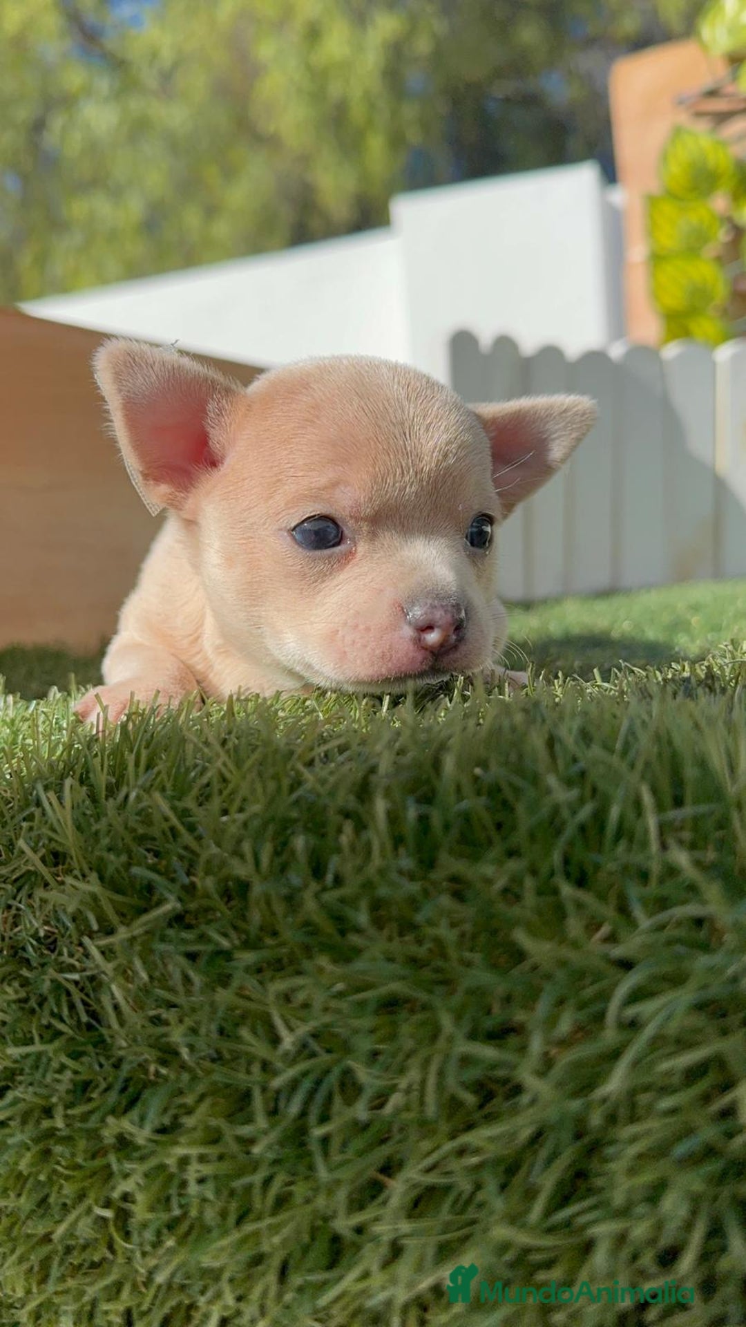 Chihuahua perros en venta: CHIHUAHUA HEMBRA - Anuncio 9