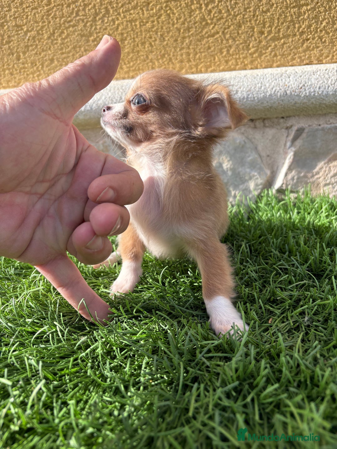 Chihuahua perros en venta: Chihuahua mini Toy pelo largo chocolate - Anuncio 20