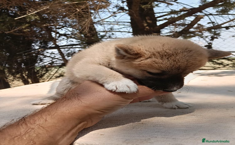 Shiba Inu perros - Anuncio 1