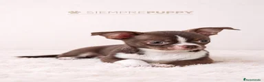 Chihuahua 1