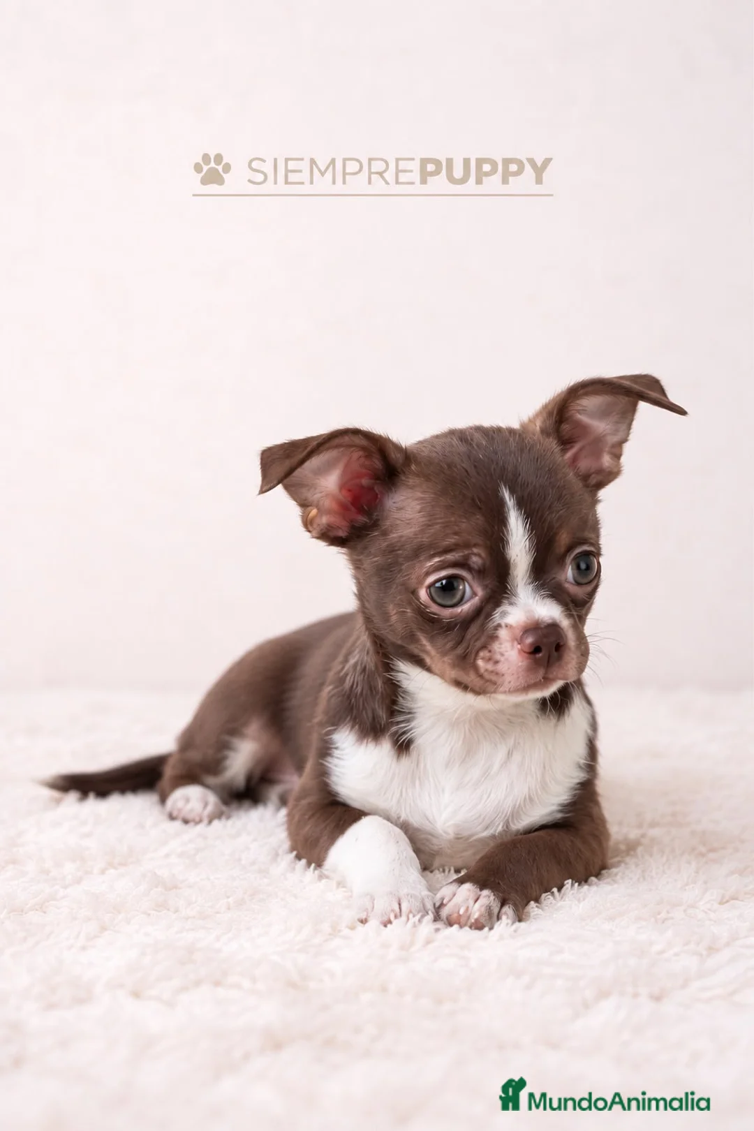Chihuahua perros en venta: CHIHUAHUA TOY CHOCOLATE - Anuncio 2