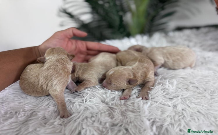 Maltipoo perros - Anuncio 1
