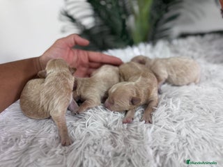 Maltipoo perros - Anuncio 4