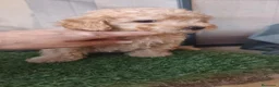 Caniche Toy perros en venta: 🔥🔥🔥 MACHOS DISPONIBLES 🔥🔥🔥 - Anuncio 5
