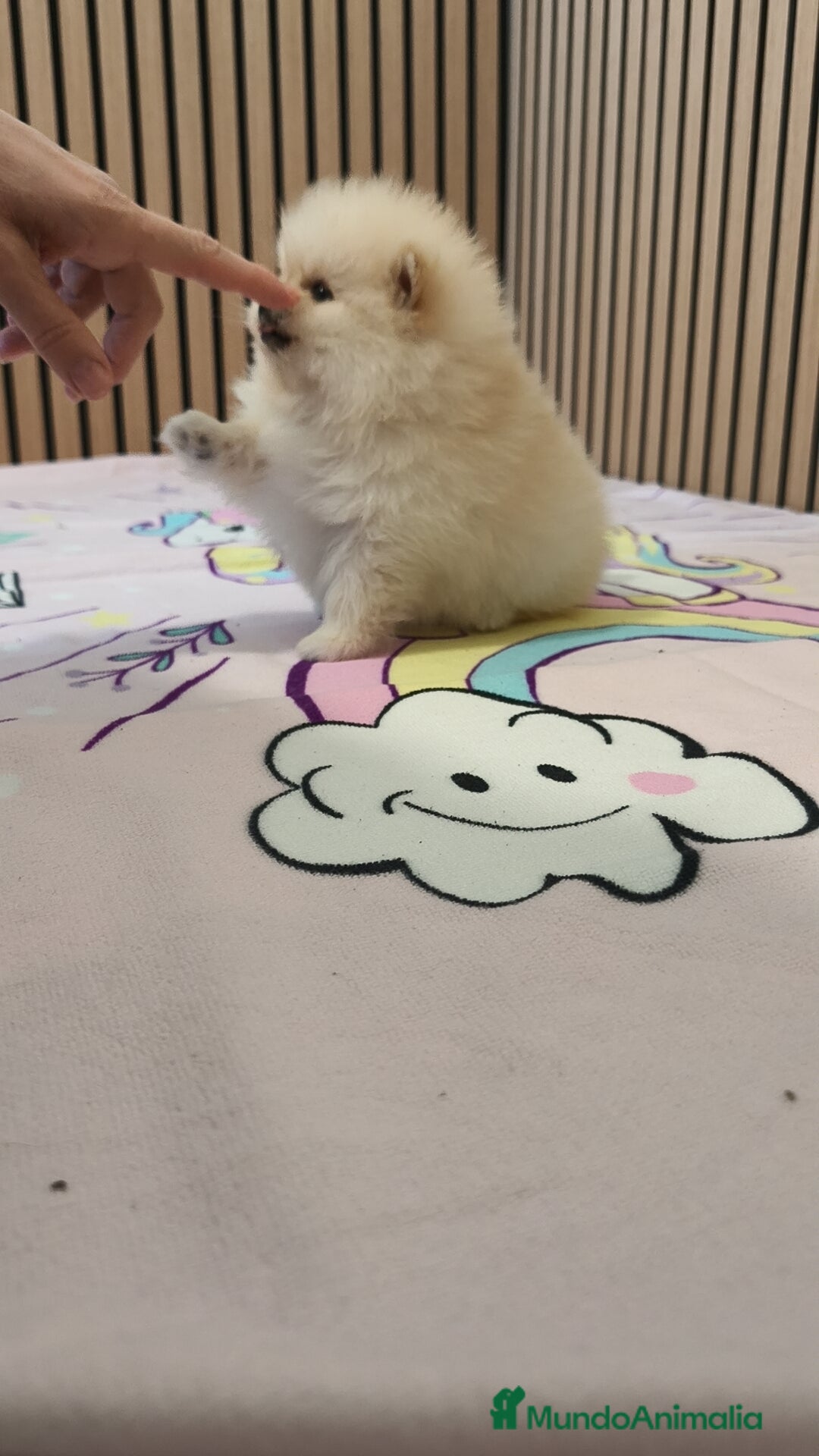 Pomerania perros en venta: Pomerania TOY Crema hembra ♀️♀️ - Anuncio 11