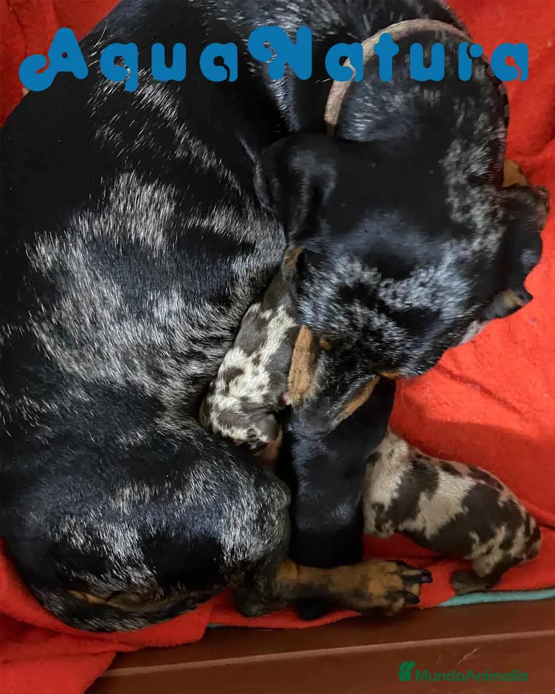 Teckel perros en venta: Camada TECKEL disponible - AQUANATURA en Barcelona - Anuncio 4