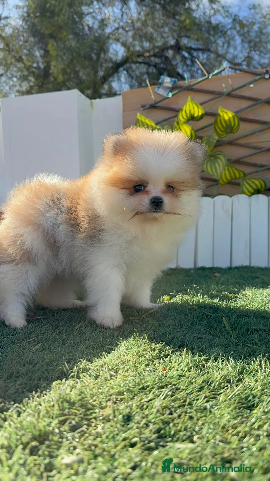 Pomerania perros en venta: POMERANIA - Anuncio 8