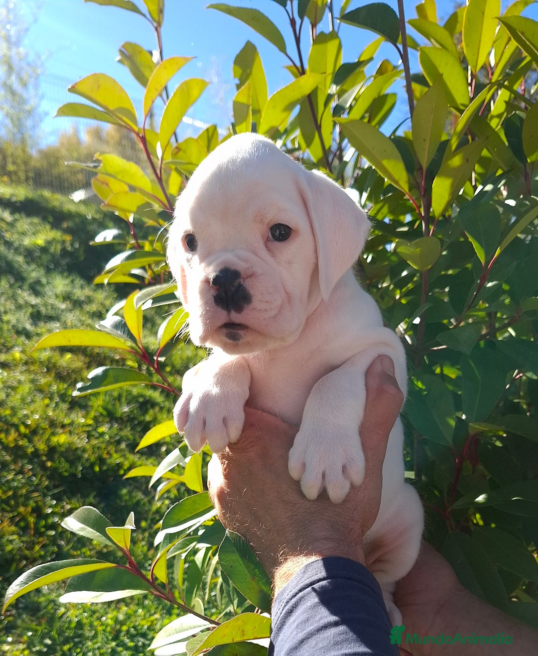 Boxer perros en venta: BOXER HEMBRA BLANCA - Imagen 2