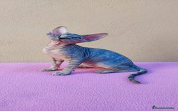 Sphynx gatos en venta: Preciosa hembrita tortuga tabby  - Imagen 12