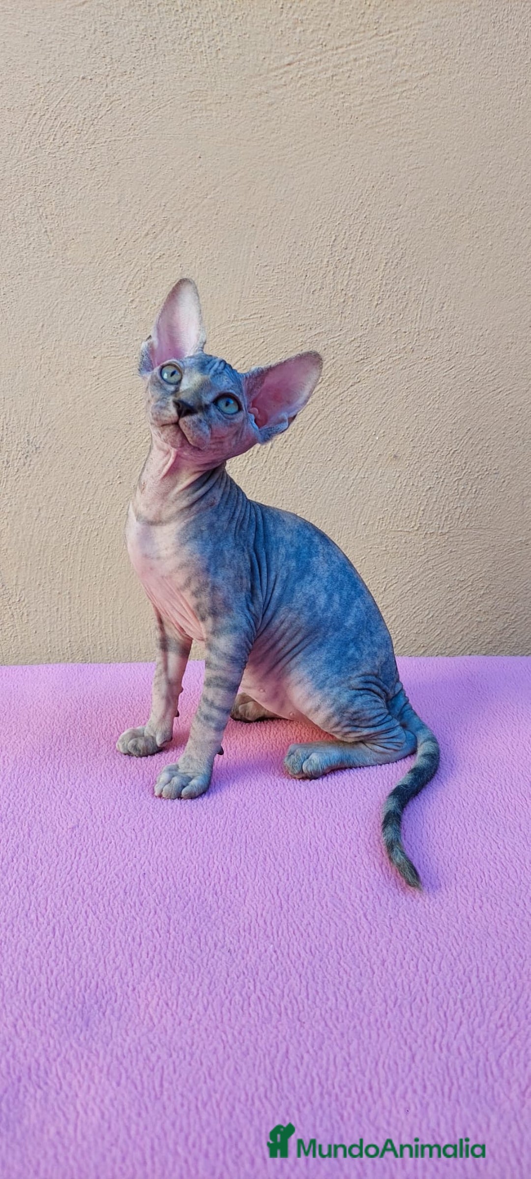Sphynx gatos en venta: Preciosa hembrita tortuga tabby  - Imagen 12