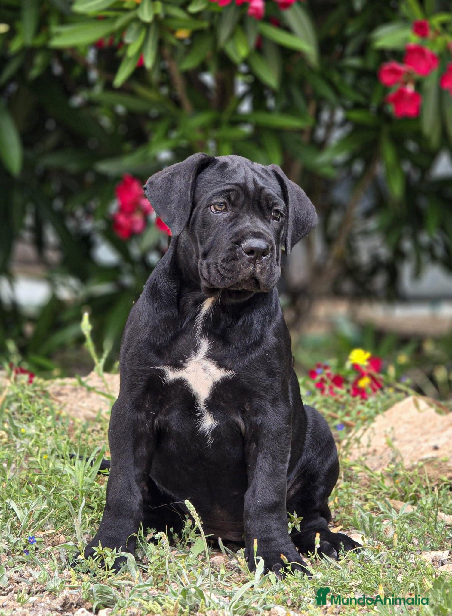 Cane Corso perros Cachorros de Cane Corso - Anuncio 1
