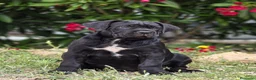 Cane Corso perros en venta: Cachorros de Cane Corso - Anuncio 1