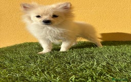 Pomerania perros en venta: pomerania toy macho blanco  - Imagen 14