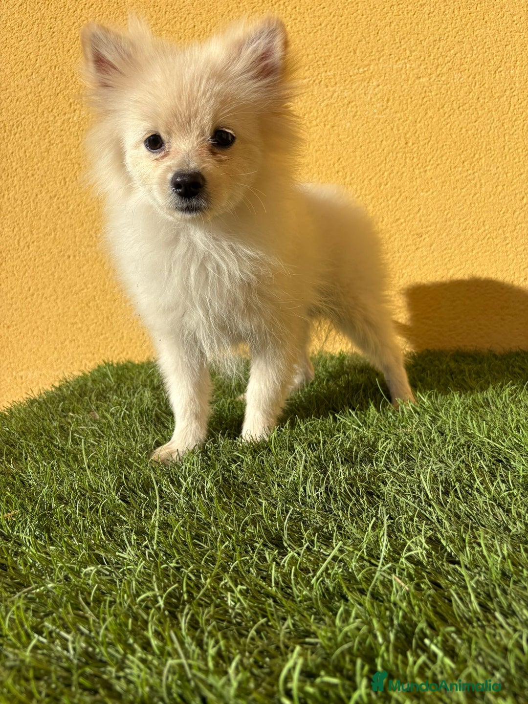 Pomerania perros en venta: pomerania toy macho blanco  - Imagen 14