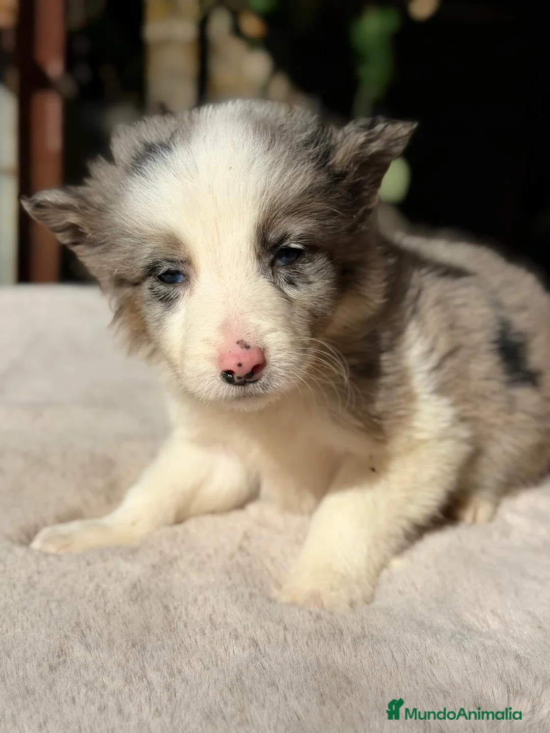 Border Collie perros en venta: BORDER COLLIE MERLÉ - Anuncio 8