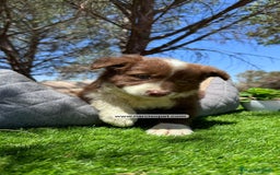 Border Collie perros en venta: CRIADERO DE BORDER COLLIE CHOCOLATE - Imagen 6