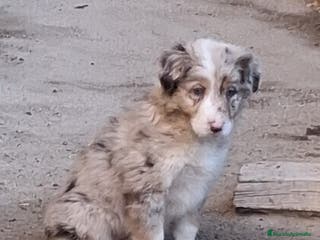 Border Collie perros Boder collie Getafe - Anuncio 1