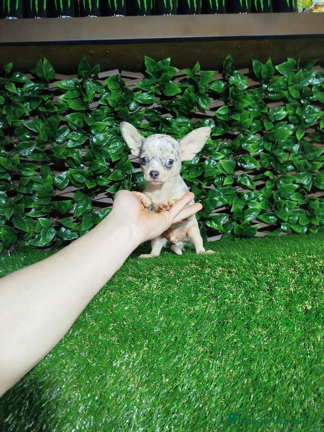 Chihuahua perros en venta: Chihuahua toy  - Anuncio 3