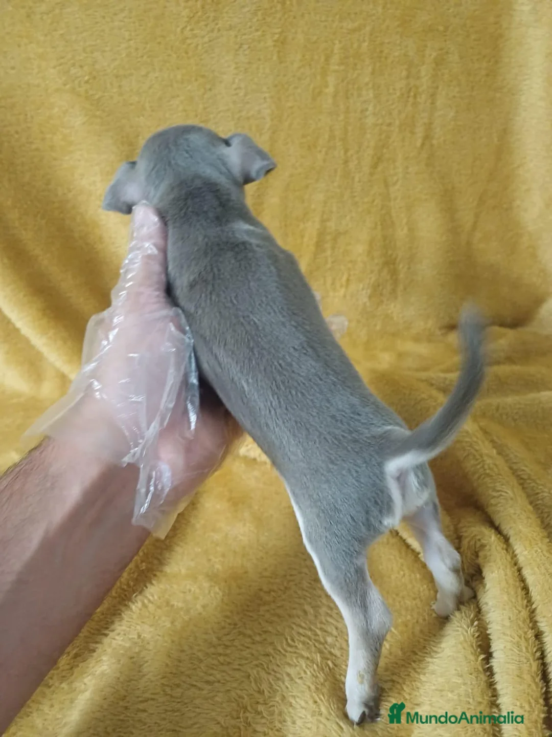 Chihuahua perros en venta: Chihuahua Mini Blue  - Anuncio 4