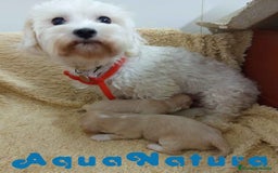 Raza Mixta perros en venta:  Camada Havapoo de Kusita 1 y Alejo AQUANATURA - Imagen 4