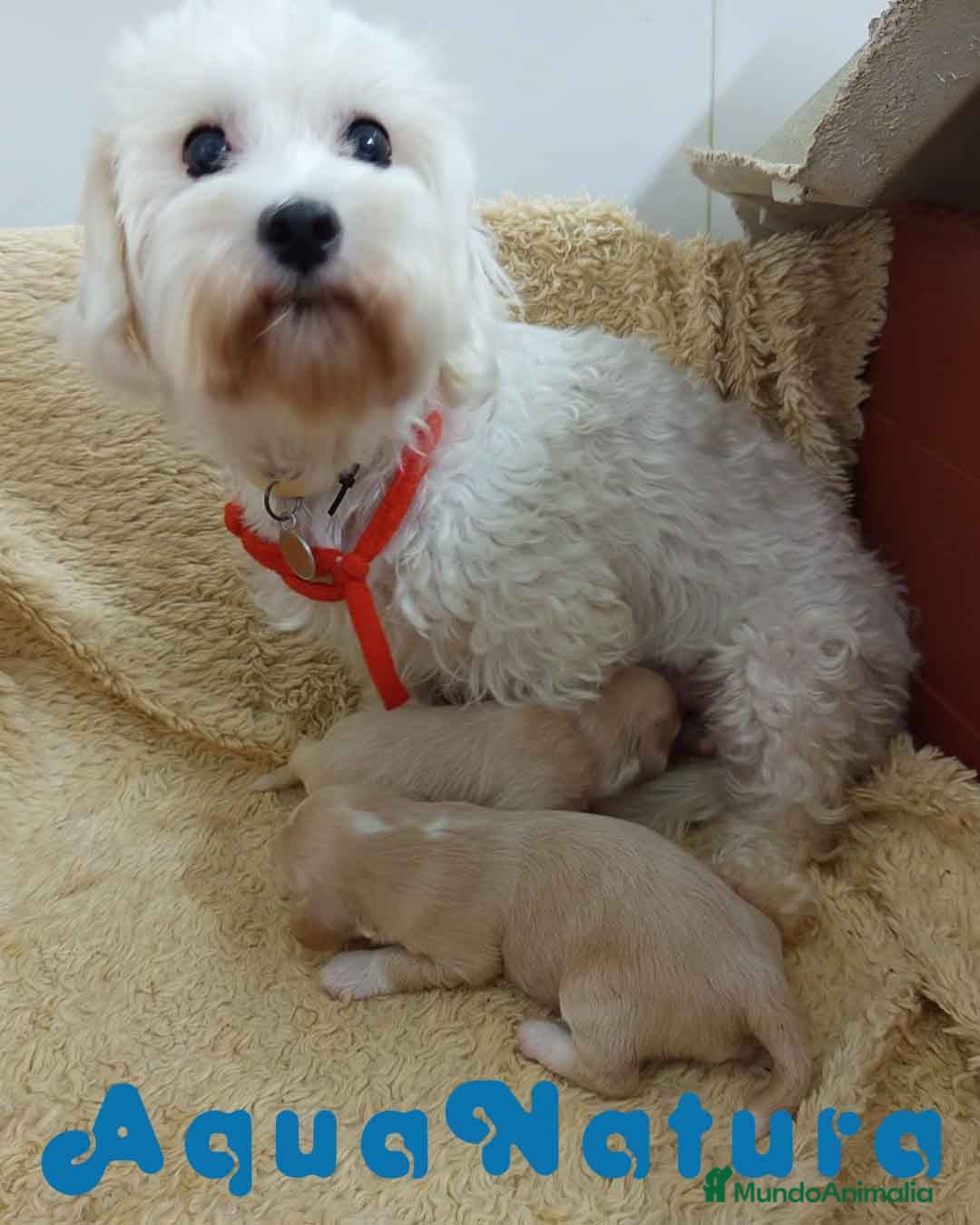 Raza Mixta perros en venta:  Camada Havapoo de Kusita 1 y Alejo AQUANATURA - Imagen 4