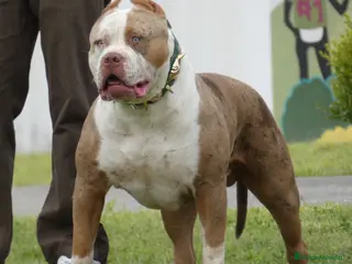 American Bully perros ABIERTO A MONTAS MACHO DE AMERICAN BULLY XL en Cantabria - Anuncio 1