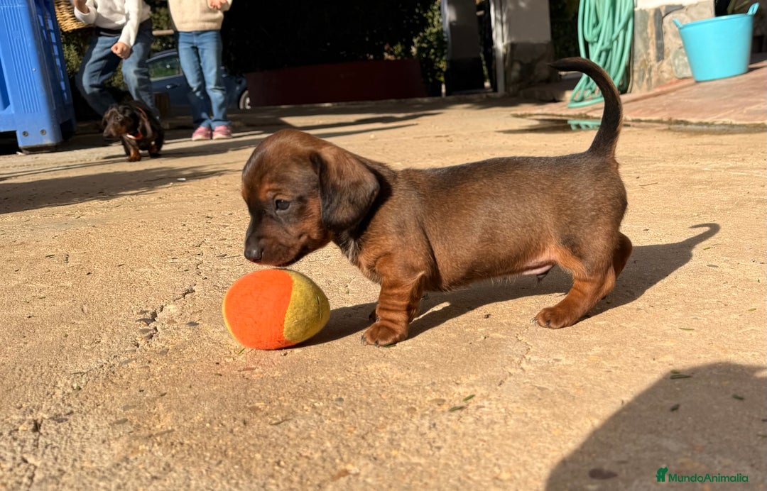 Teckel Miniatura perros en venta: Preciosa camada de Teckel mini  - Anuncio 3
