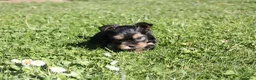 Yorkshire Terrier perros en venta: Yorkshires  - Anuncio 9