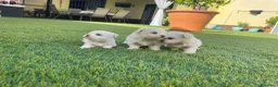 Bichón Maltés perros en venta: Bichon maltés  - Anuncio 2