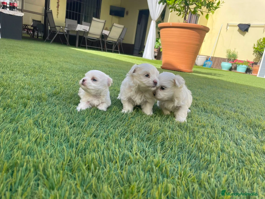 Bichón Maltés perros en venta: Bichon maltés  - Anuncio 2