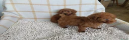 Caniche Toy perros en venta: Caniche rojo macho exclusivo  - Anuncio 1